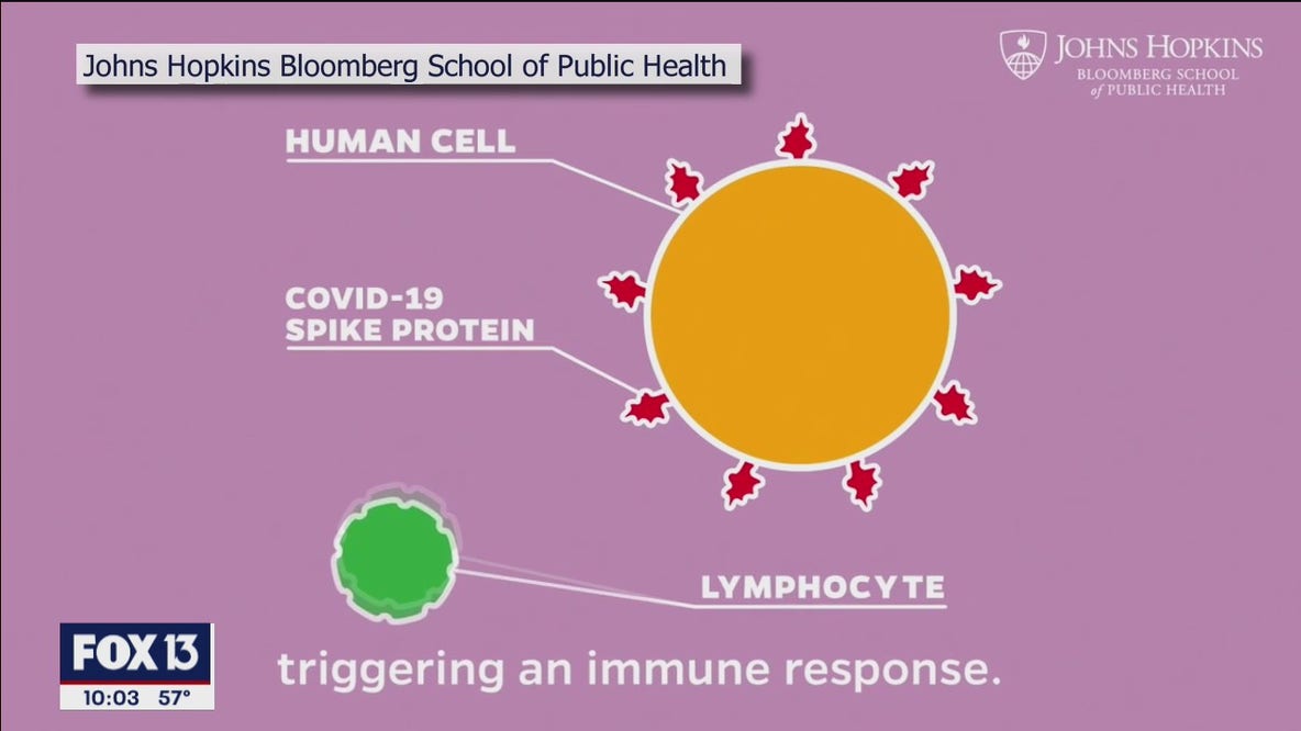 How a 'super vaccine' could work against all COVID variants
